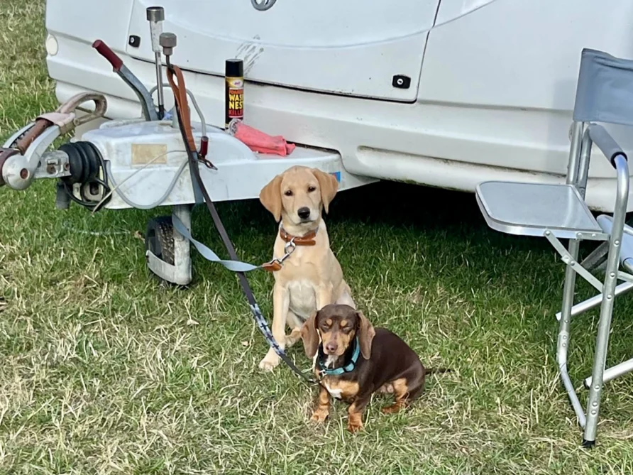 pups